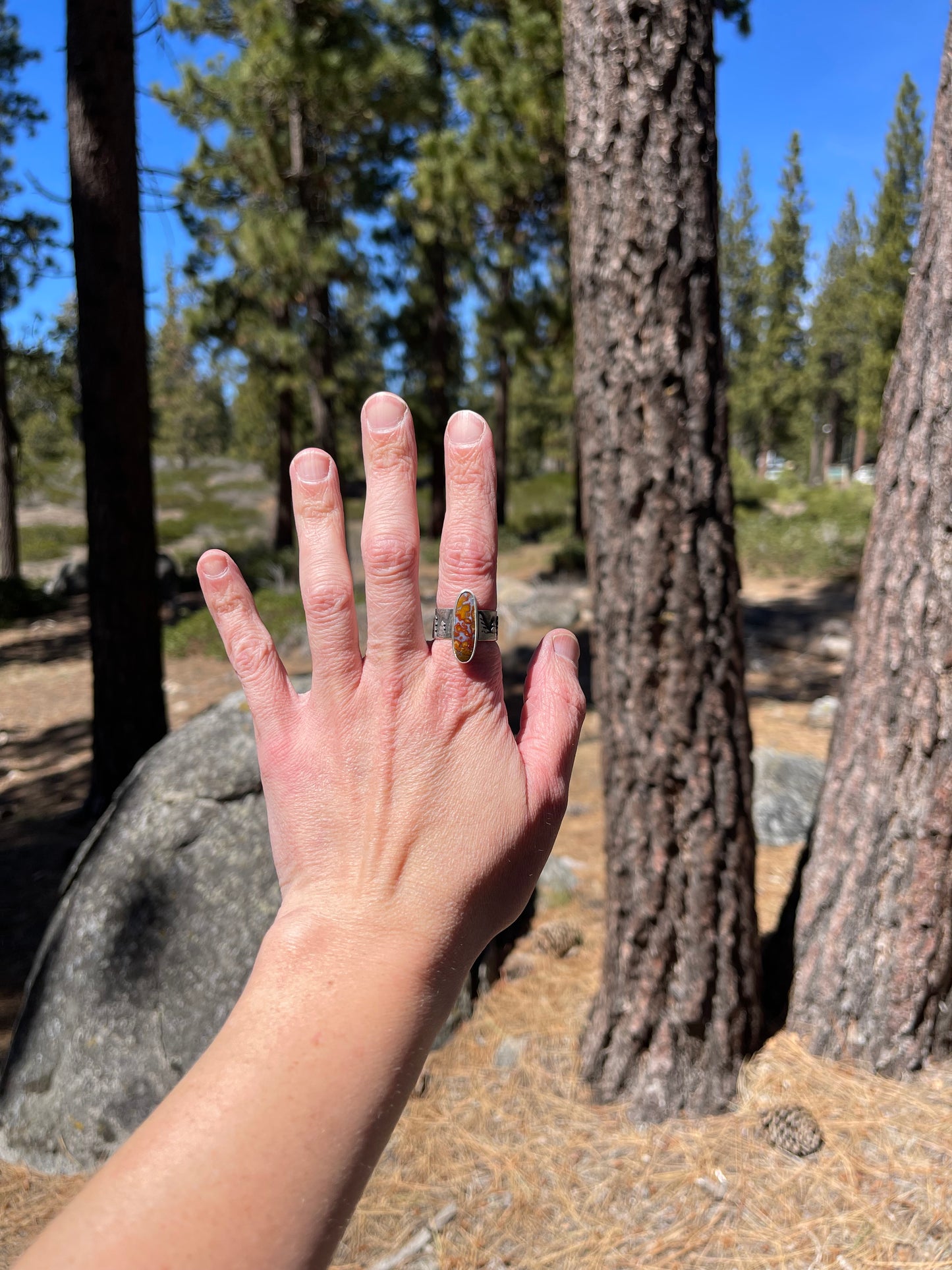 Pine Tree Ring